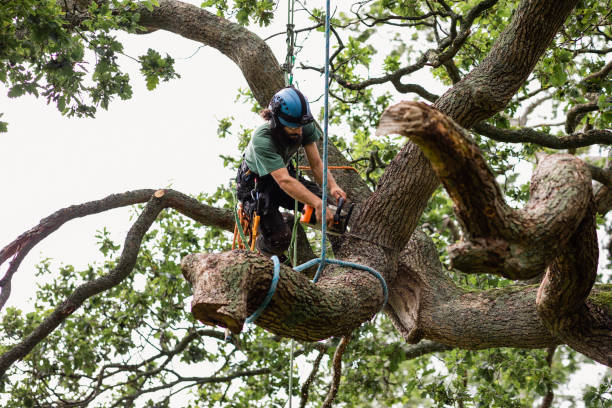 Best Tree Risk Assessment  in Fabrica, TX