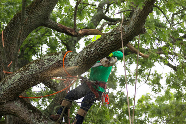 Best Tree Health Inspection  in Fabrica, TX