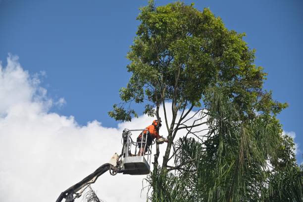 Best Storm Damage Tree Cleanup  in Fabrica, TX