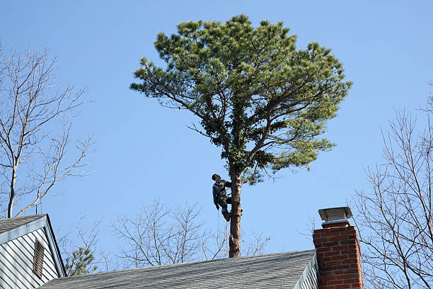 Best Tree Maintenance Programs  in Fabrica, TX