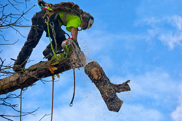 Best Tree and Shrub Care  in Fabrica, TX