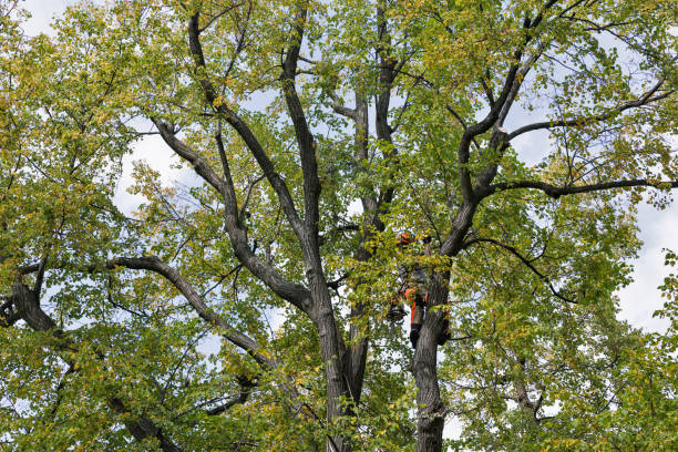 Best Emergency Tree Removal  in Fabrica, TX